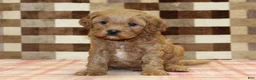 Cavapoo dogs for sale: Diego - Ad 7