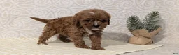 Cavapoo dogs for sale: Chase - Ad 7