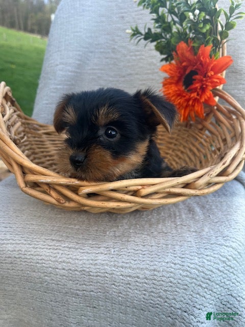 Yorkshire Terrier dogs Rocky - Ad 2