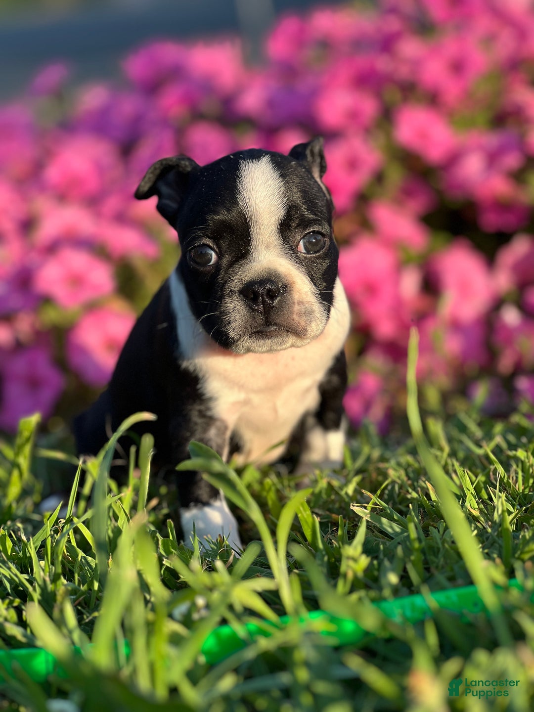 Terrier Mix Boston Terrier Puppy Breeders Near Me AKC Boston
