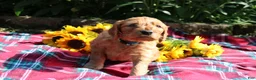 Mixed Breed dogs for sale: Simon- Irish Goldendoodle  - Ad 12