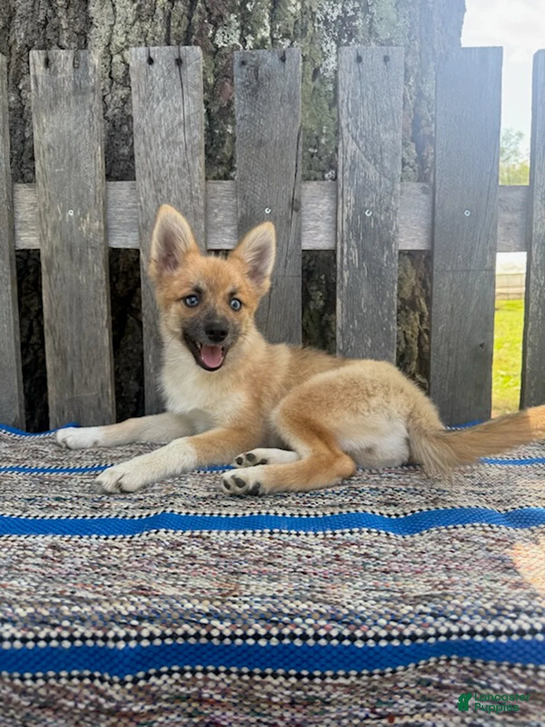 Pomsky dogs for sale: Buttons - Ad 1
