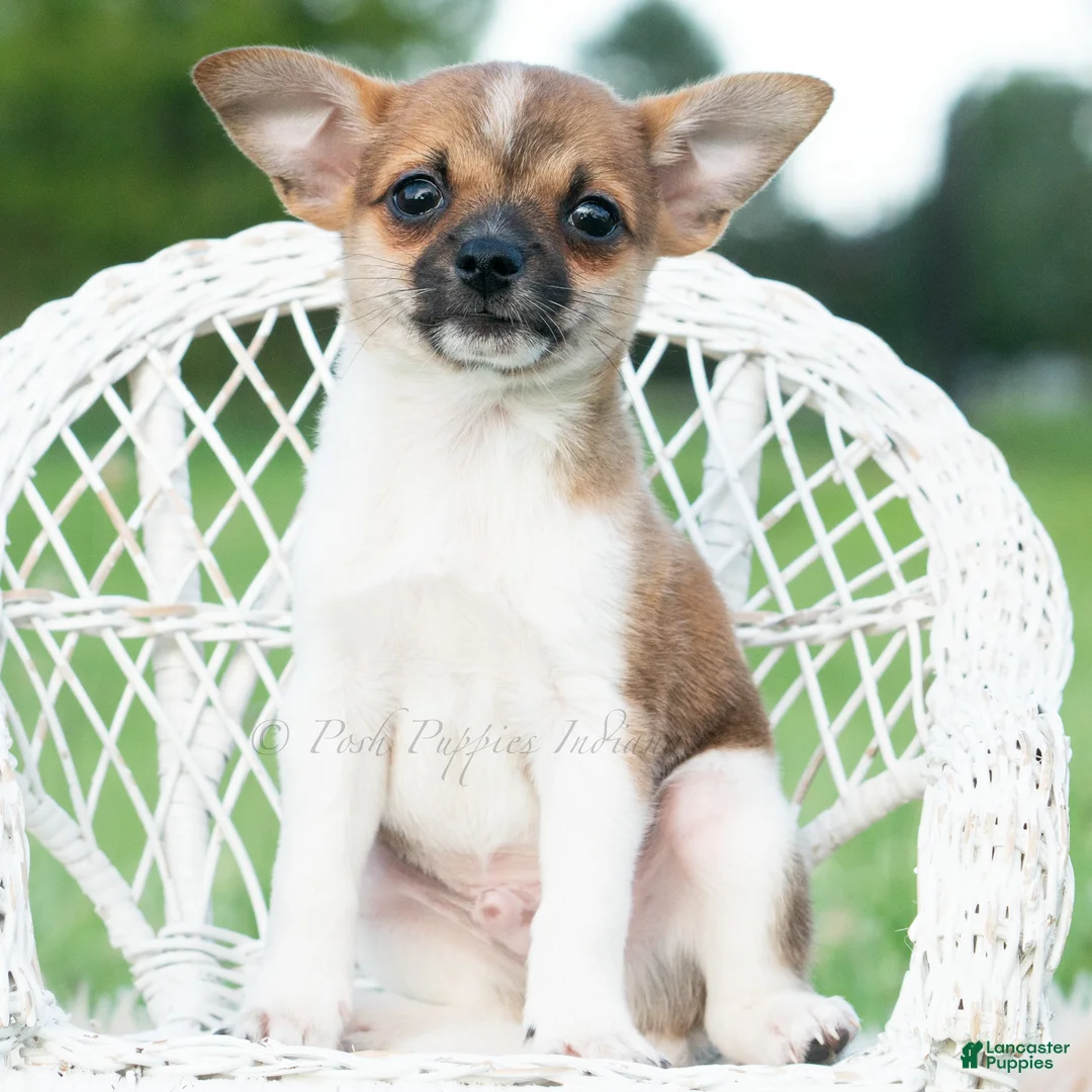 Chihuahua dogs for sale: Pascal - Ad 7