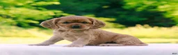 Cocker Spaniel dogs for sale: Tanya - Ad 4