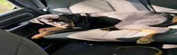 Rottweiler dogs for sale: Rottweiler 1 - Ad 3