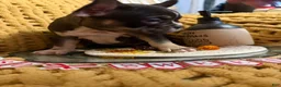 French Bulldog dogs for sale: French Bulldog 5 - Ad 2