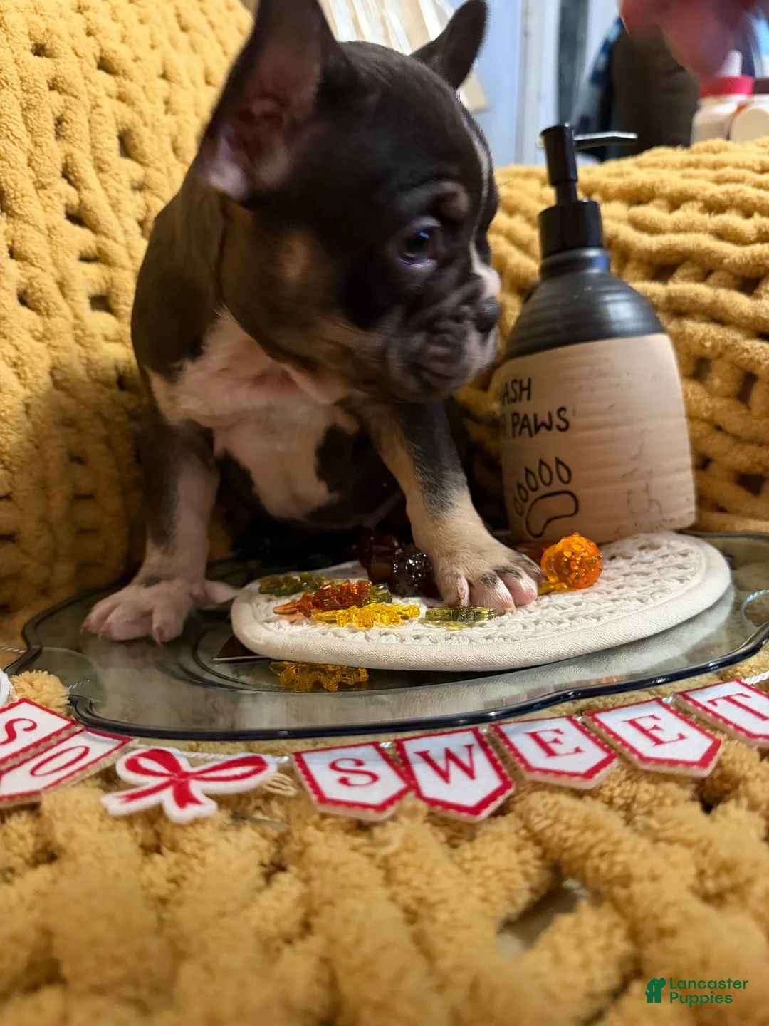 French Bulldog dogs for sale: French Bulldog 5 - Ad 2