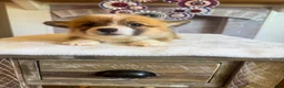 Welsh Corgi Pembroke dogs for sale: Alfredo - Ad 4