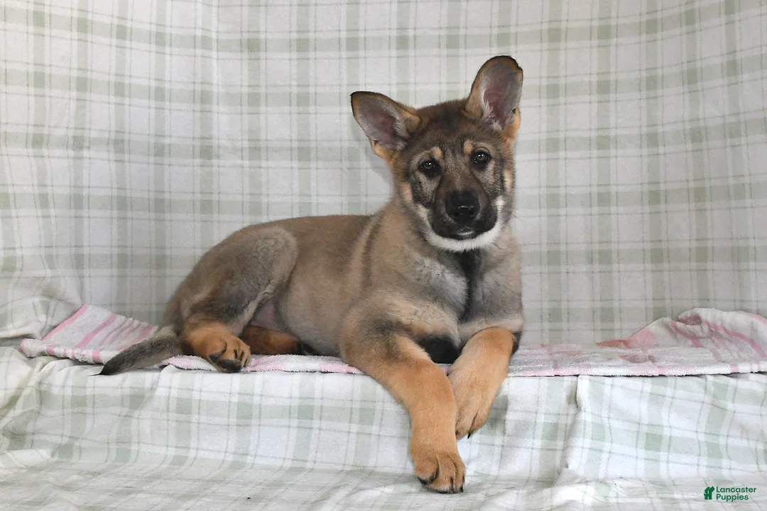 German Shepherd dogs for sale: Megan - Ad 2