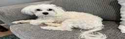 Maltese dogs for sale: Rocky - Ad 12