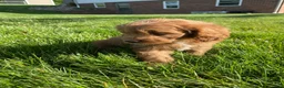 Cavapoo dogs for sale: Thor - Ad 5