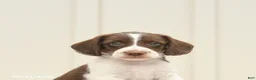 Mixed Breed dogs for sale: Fletcher - Ad 5