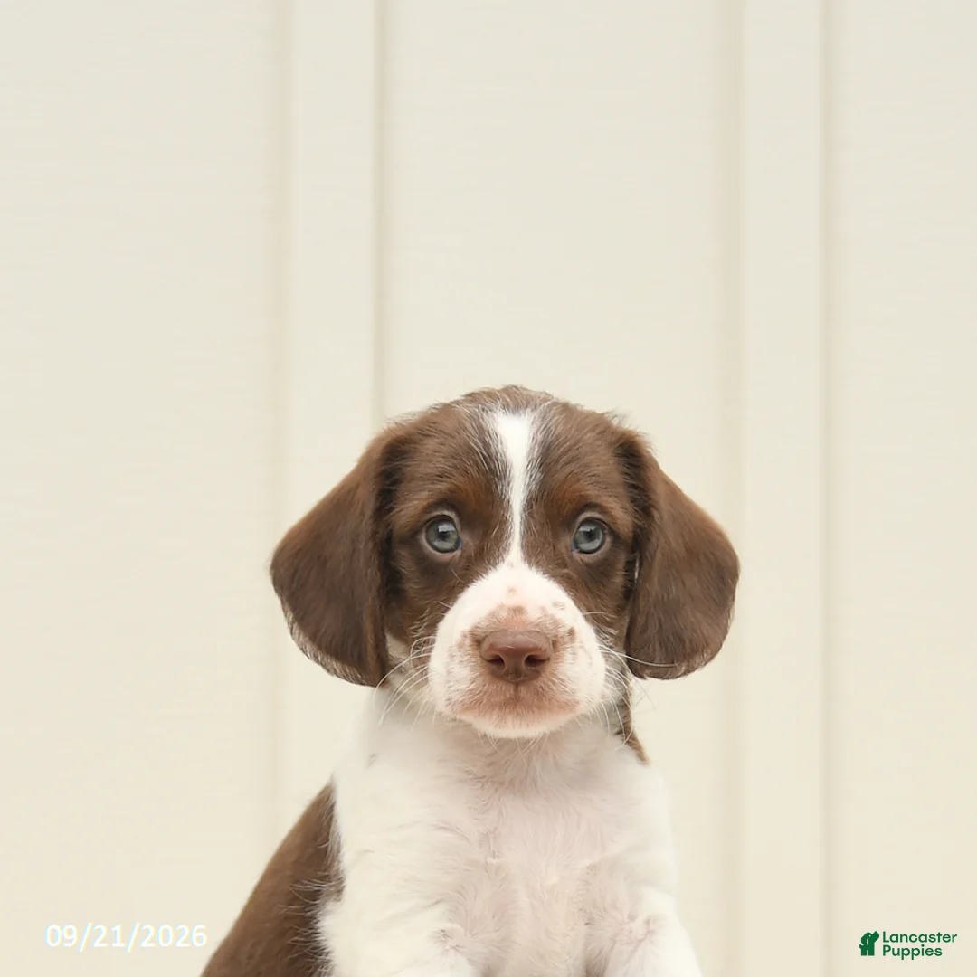 Mixed Breed dogs for sale: Fletcher - Ad 5