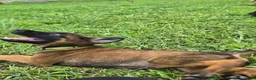 Belgian Malinois dogs for sale: Belgian Malinois 4 Lite Green - Ad 1