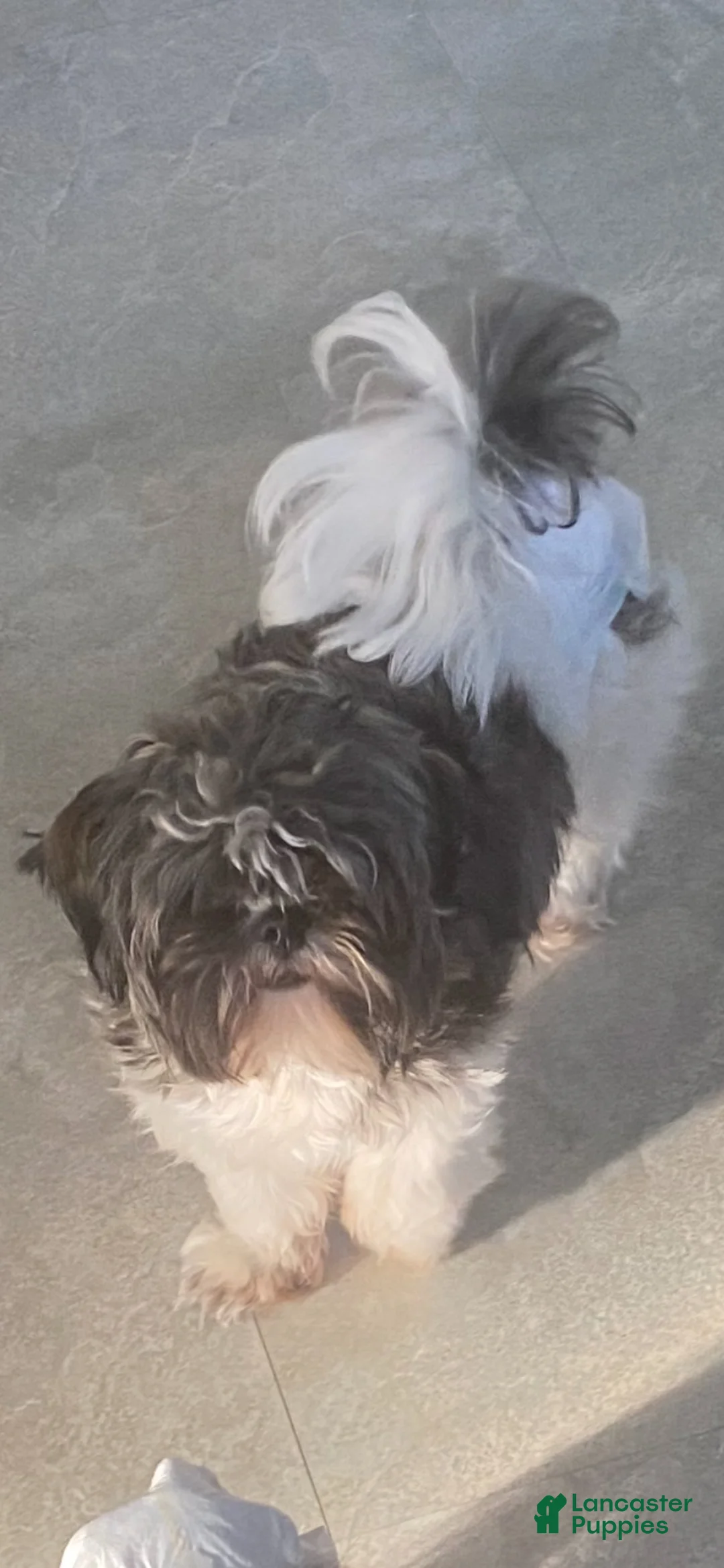 Shorkie dogs for sale: Shorkie 5 - Ad 2