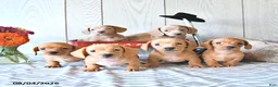 Miniature Dachshund dogs for sale: Ricky  - Ad 5