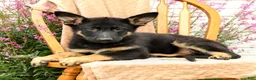 German Shepherd dogs for sale: Truffle  - Ad 3