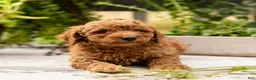 Toy Poodle dogs for sale: AKC Buddy - Ad 9