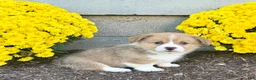 Welsh Corgi Pembroke dogs for sale: Snickers - Ad 4