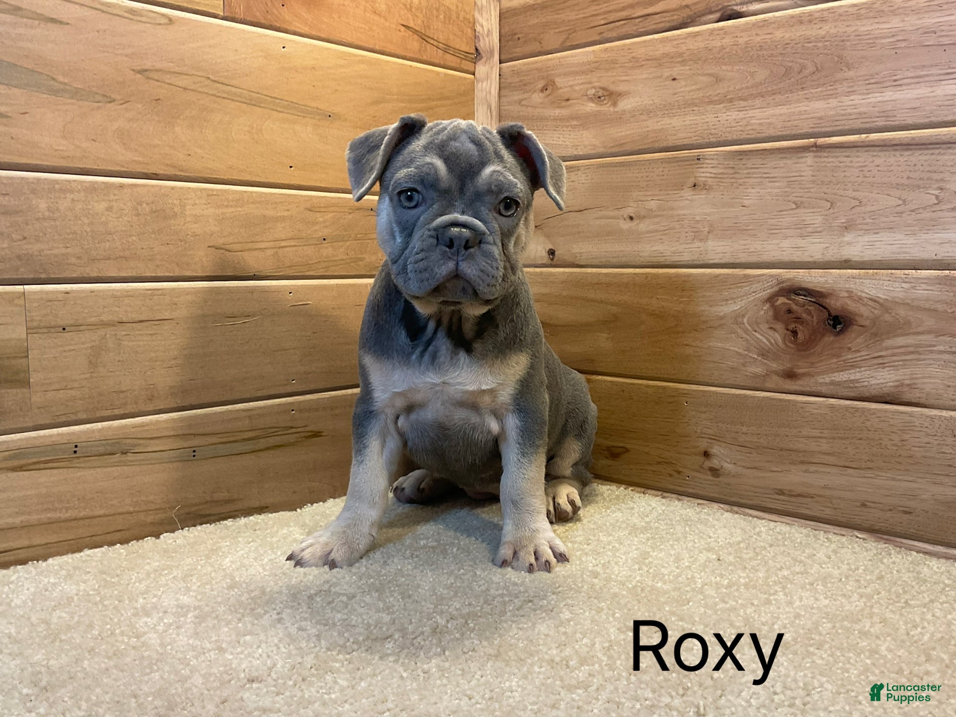 French Bulldog dogs Roxy - Ad 1