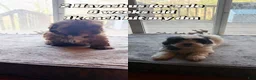 Mixed Breed dogs for sale: Prince - Ad 8