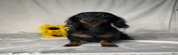 Miniature Dachshund dogs for sale: Grace - Ad 6