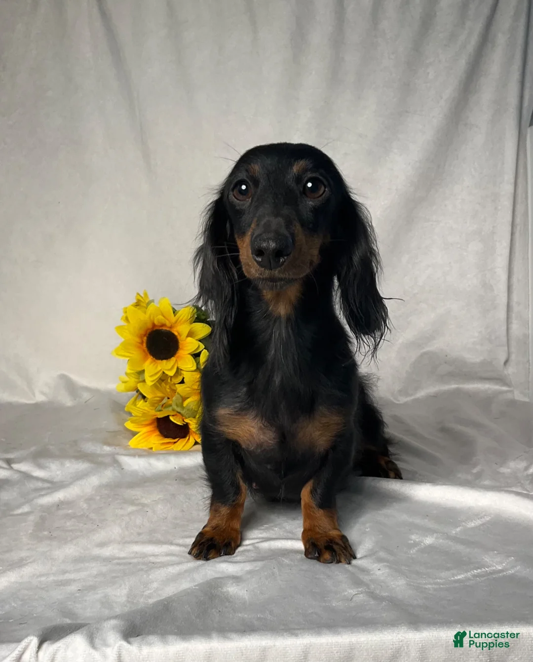 Miniature Dachshund dogs for sale: Grace - Ad 6