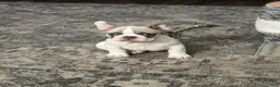 French Bulldog dogs for sale: Rachel - Ad 4