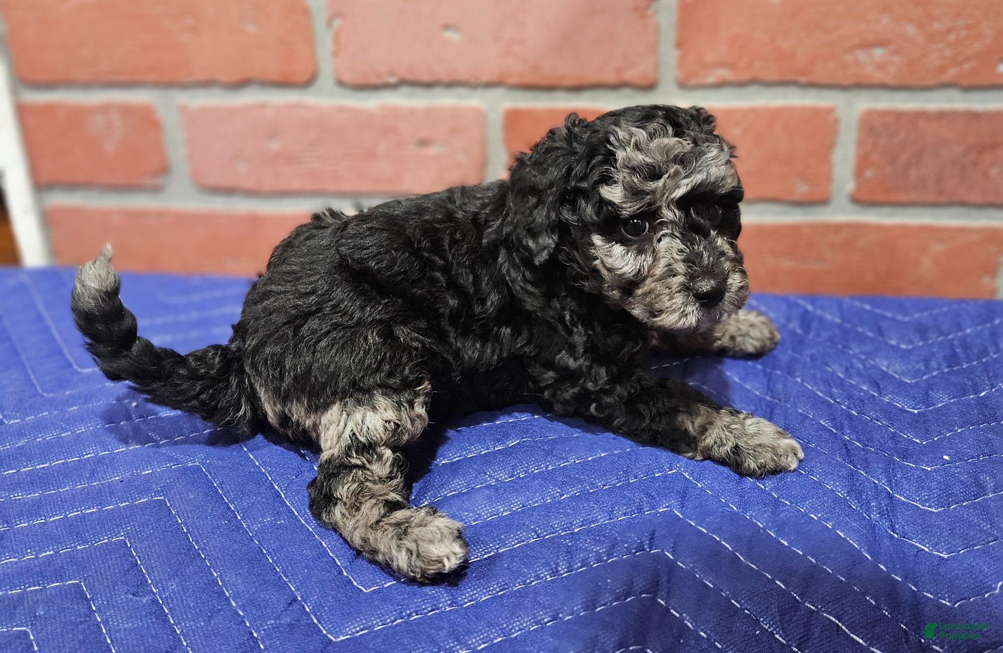 Toy Poodle dogs Toy Poodle Puppy 2 - Ad 23