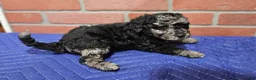 Toy Poodle dogs for sale: Toy Poodle Puppy 2 - Ad 1
