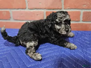 Toy Poodle dogs Toy Poodle Puppy 2 - Ad 23