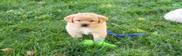 Goldador dogs for sale: Evander - Ad 1