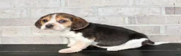 Beagle dogs for sale: Princess - Ad 2