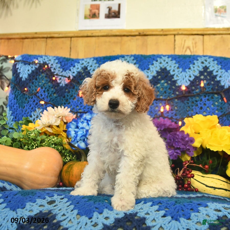 Mini Goldendoodle dogs Champ  - Ad 2