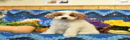 Mini Goldendoodle dogs for sale: Champ  - Ad 2