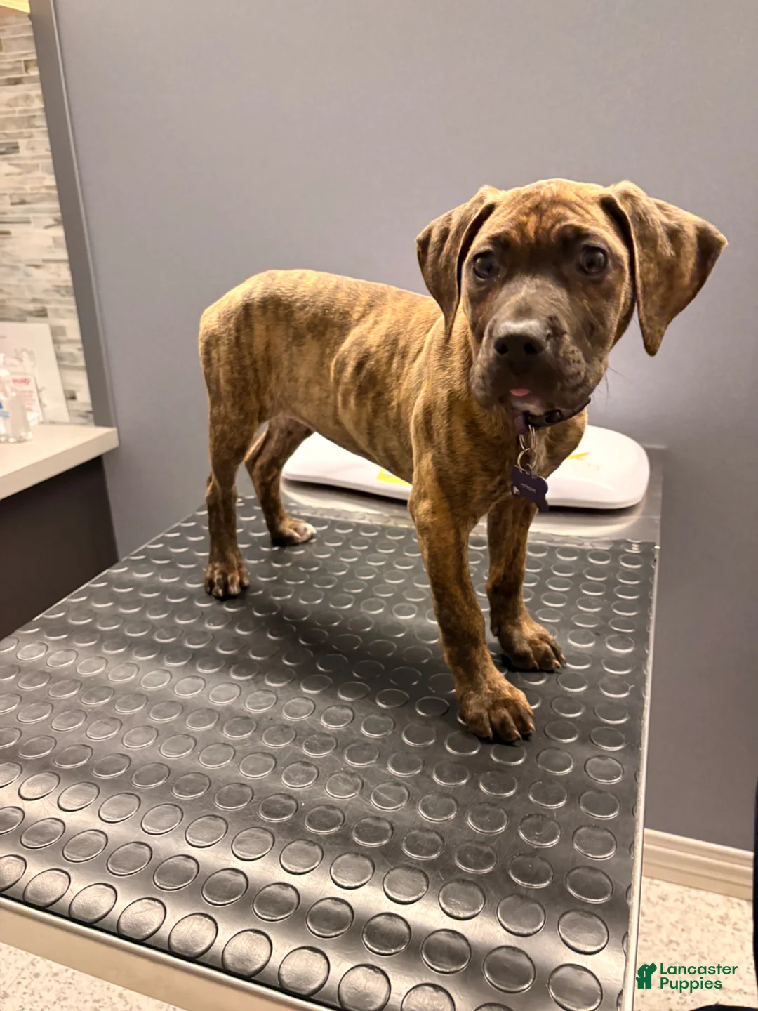 Mixed Breed dogs for sale: Mixed Breed Puppy 1 - Ad 2