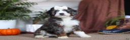 Mini Bernedoodle dogs for sale: Lucy - Ad 2