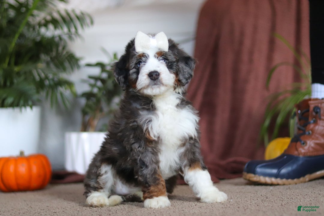 Mini Bernedoodle dogs for sale: Lucy - Ad 2