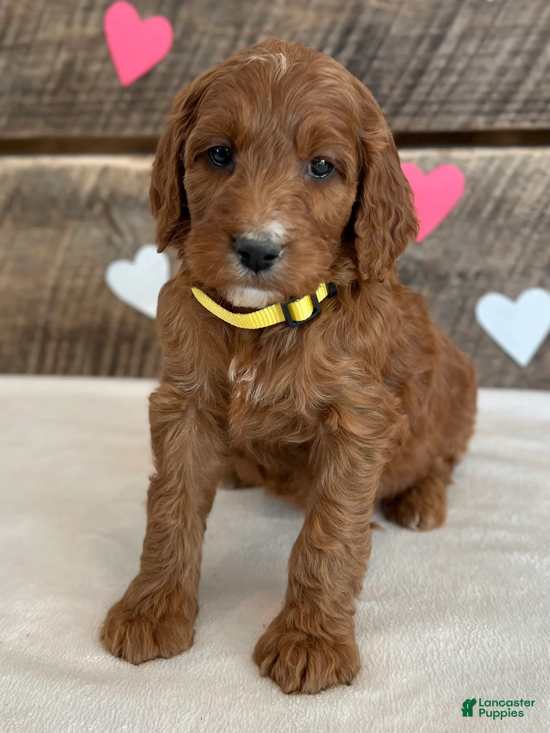 Irish Doodle dogs for sale: Daisy - Ad 9