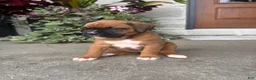 Boxer dogs for sale: Feline - Ad 3