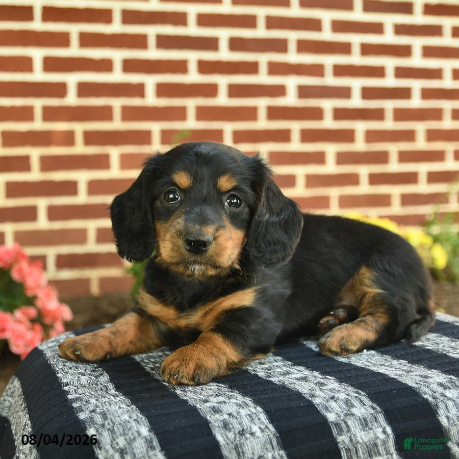 Miniature Dachshund dogs Flynn  - Ad 2