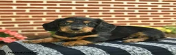 Miniature Dachshund dogs for sale: Flynn  - Ad 2