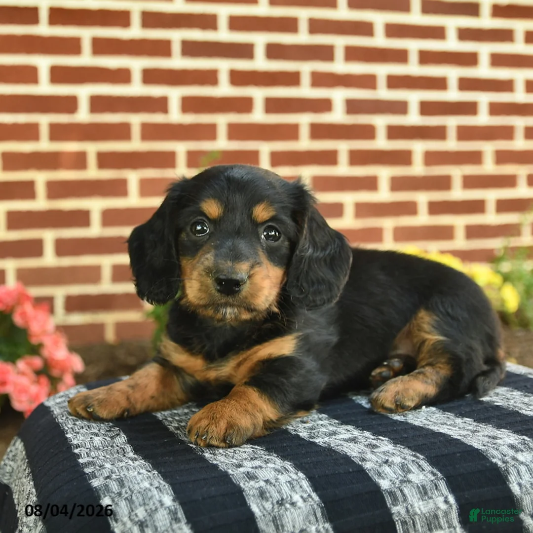 Miniature Dachshund dogs for sale: Flynn  - Ad 2