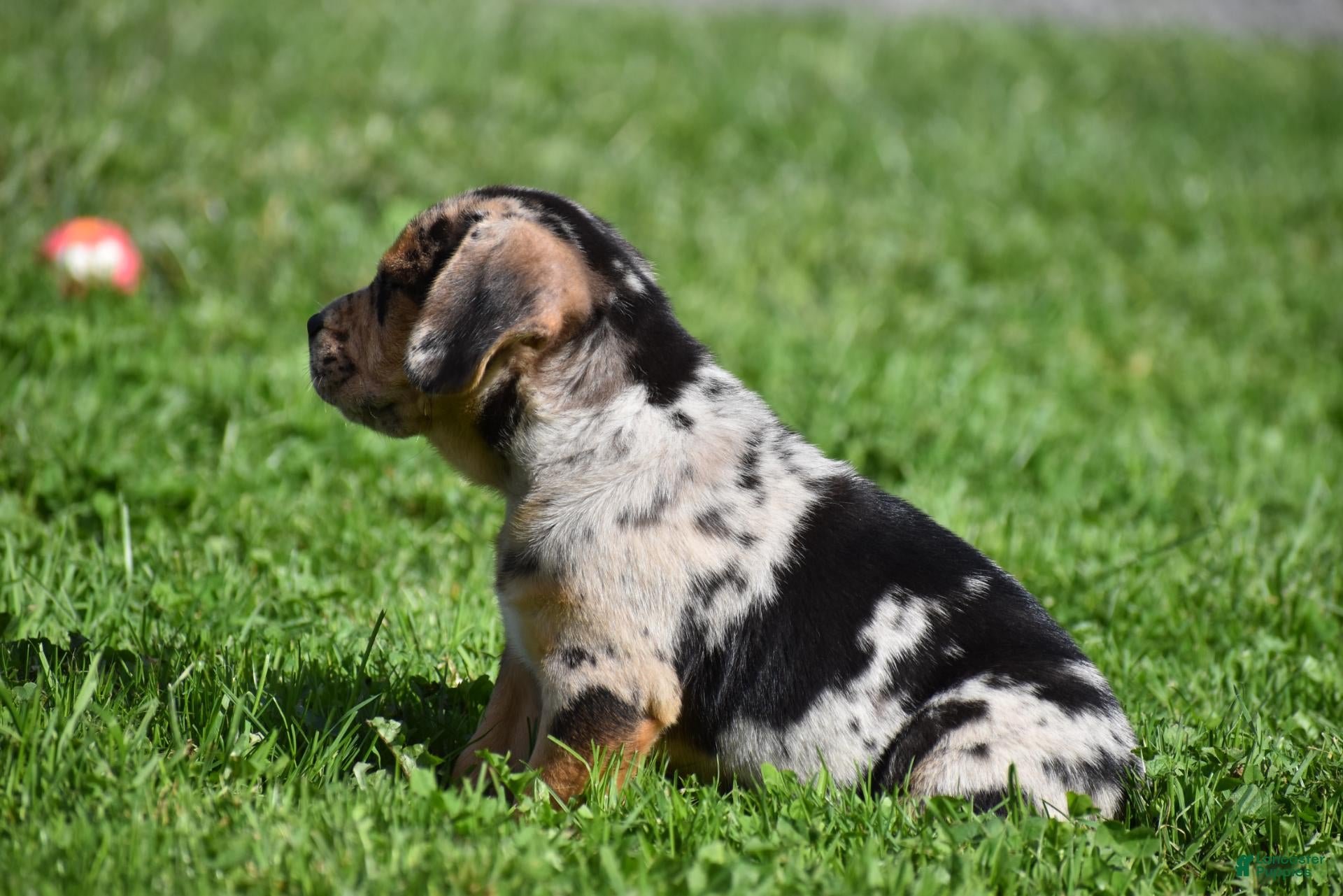 Beabull dogs Denver - Ad 2