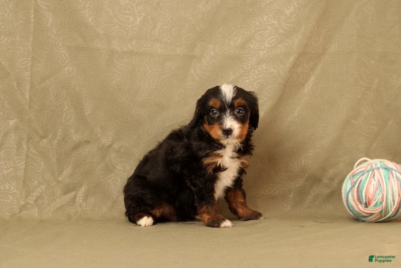 Mini Bernedoodle dogs for sale: Benso - Ad 2
