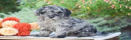 Toy Poodle dogs for sale: Blake - Ad 2
