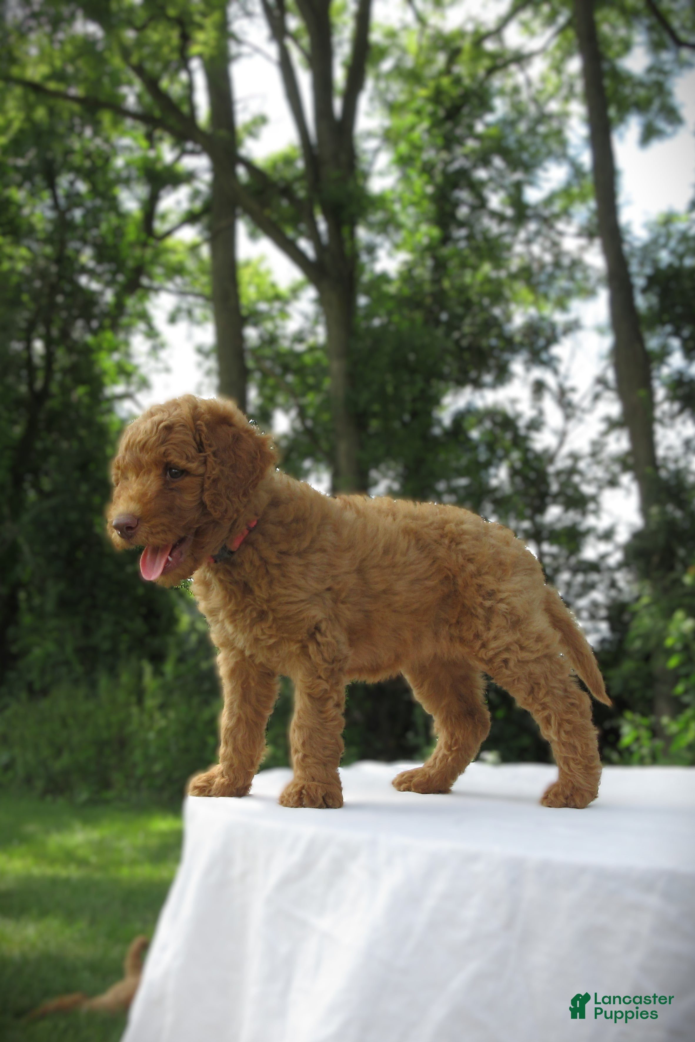 Goldendoodle dogs Lavender - Ad 1