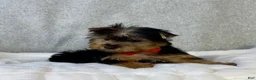 Yorkshire Terrier dogs for sale: Dash - Ad 3