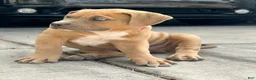 American Bully dogs for sale: KANO - Ad 9