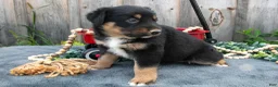 Mixed Breed dogs for sale: Gwen - Ad 3